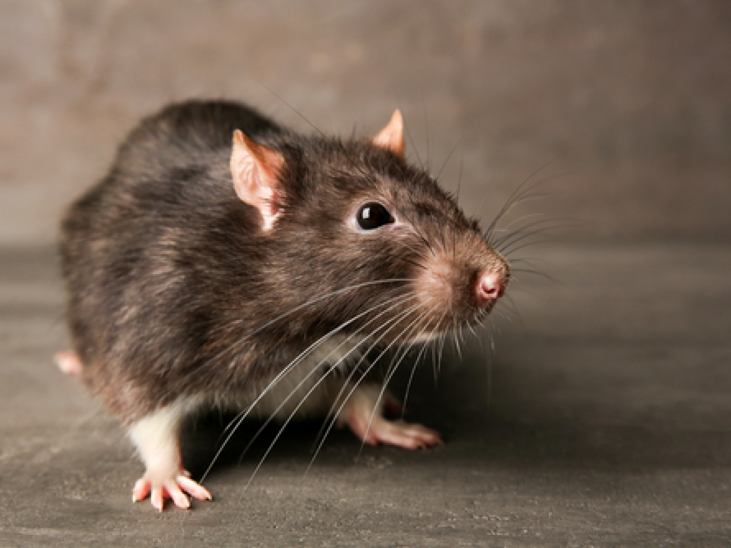 Rodent Control & Extermination Services | Clearwater, FL ...